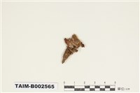 藏品(同葉苔屬)的圖片